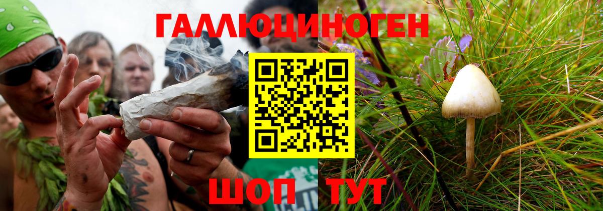 Псилоцибиновые грибы Psilocybine cubensis Зима